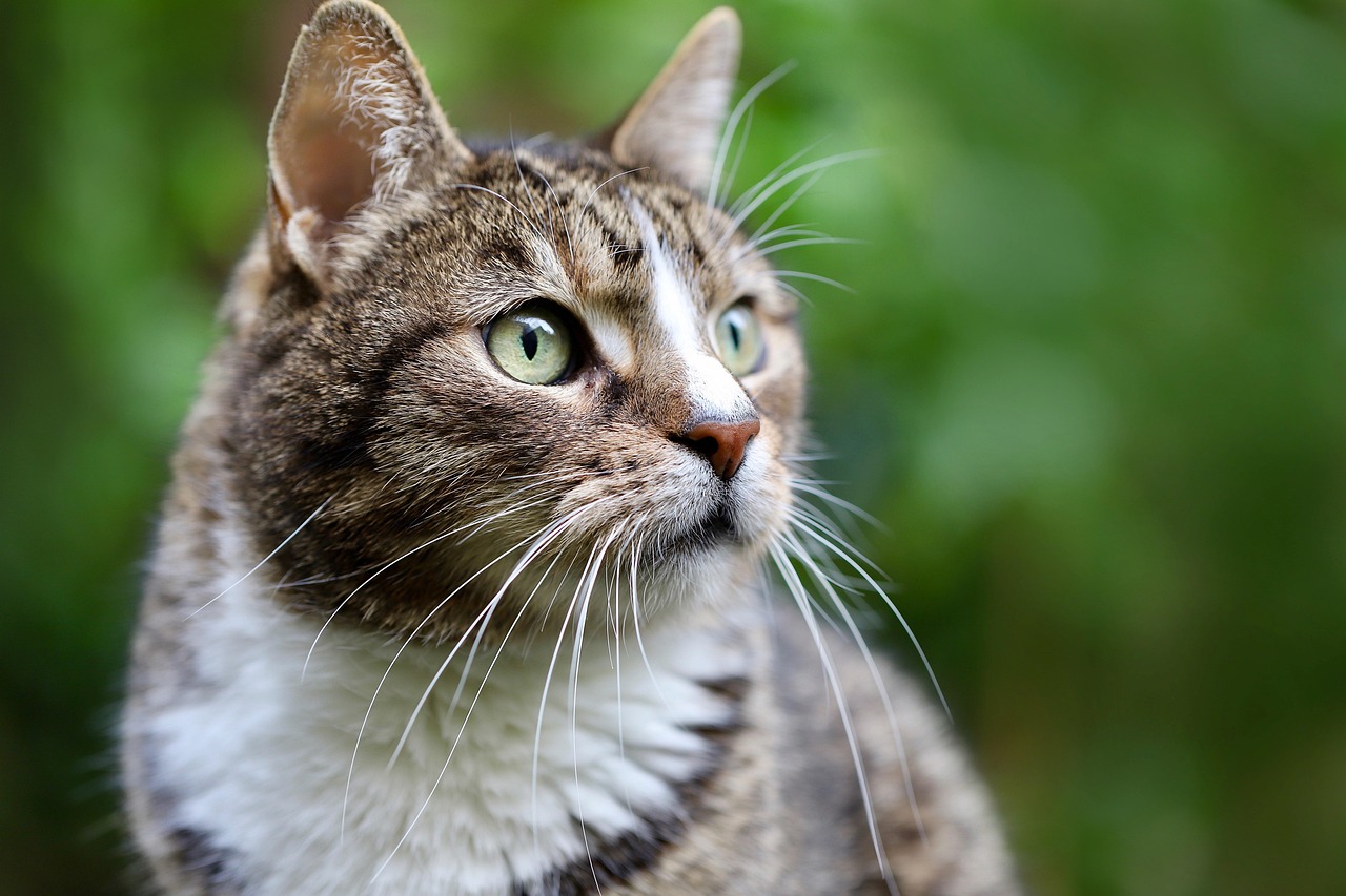 40 000 Free Cat Pet Photos Pixabay 40 000 Free Cat Pet Photos Pixabay