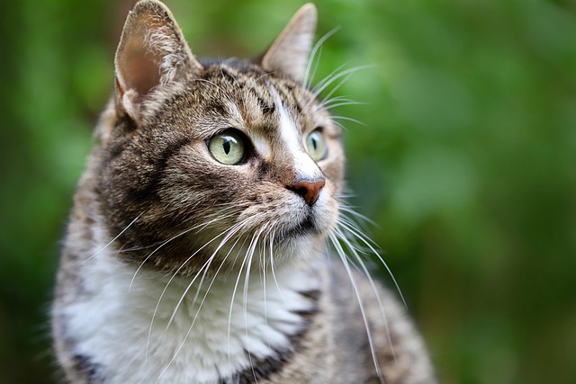 Free Cat Cat Face photo and picture Free Cat Cat Face photo and picture