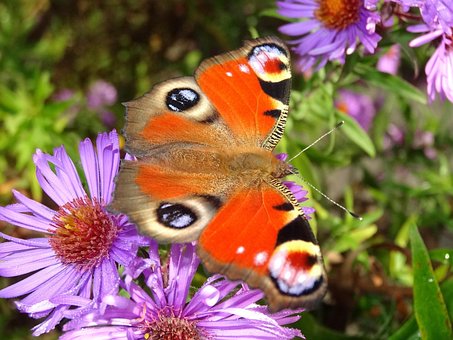 Free Butterfly Peacock Eye photo and picture