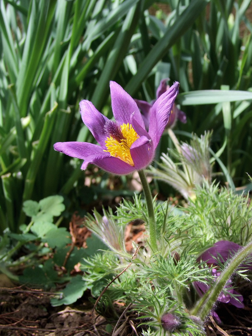 https://cdn.pixabay.com/photo/2022/03/27/13/33/western-anemone-7095130_1280.jpg