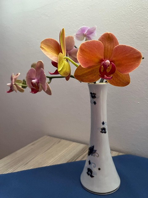 Free Orchid Orchids photo and picture