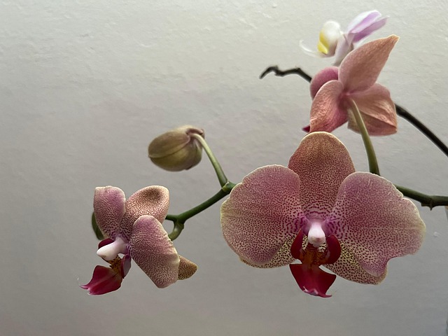 Free Orchid Orchids photo and picture