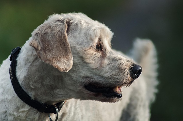 Free Animal Dog photo and picture