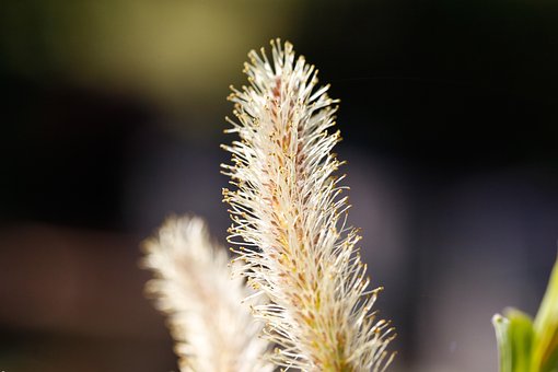 Kedicikler, Willow Catkin, Bahar, Doğa
