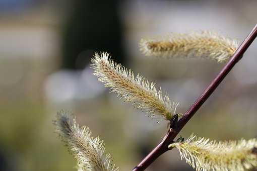 Kedicikler, Willow Catkin, Bahar, Doğa