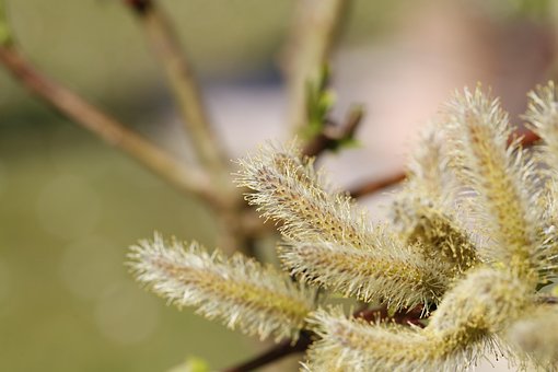 Kedicikler, Willow Catkin, Bahar, Doğa