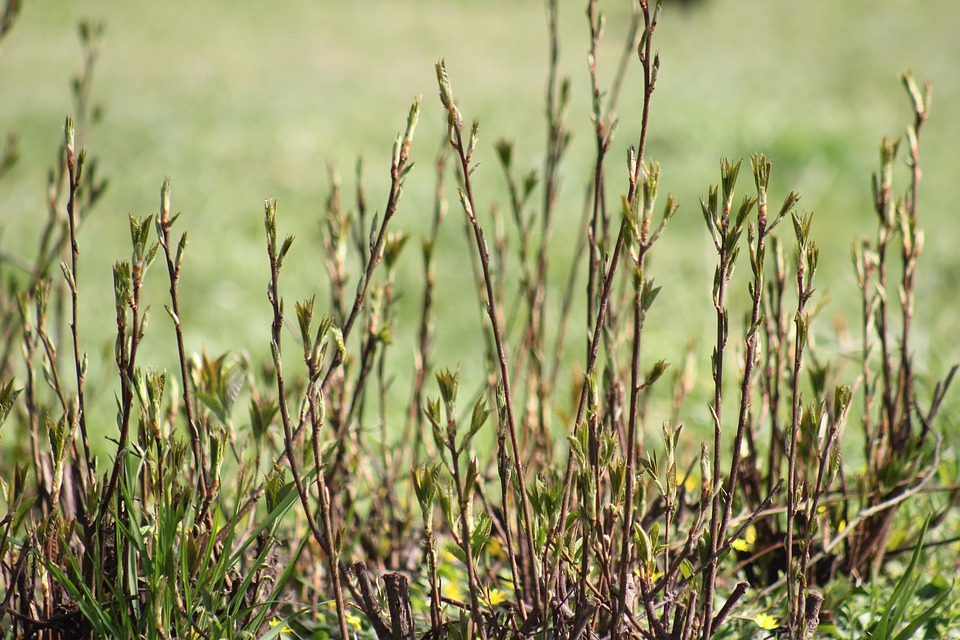 Spring Shoots Forest Free photo on Pixabay