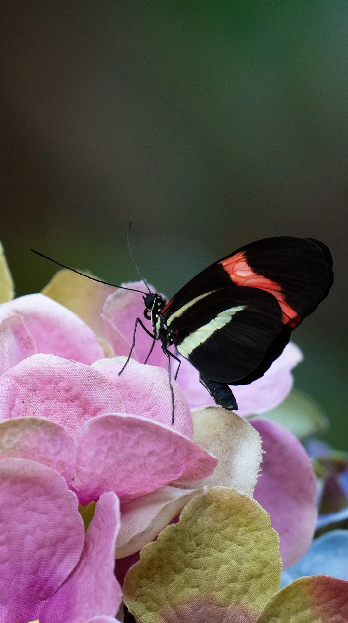 Postman Insect Red Postman Butterfly Insect - Free photo on Pixabay - Pixabay