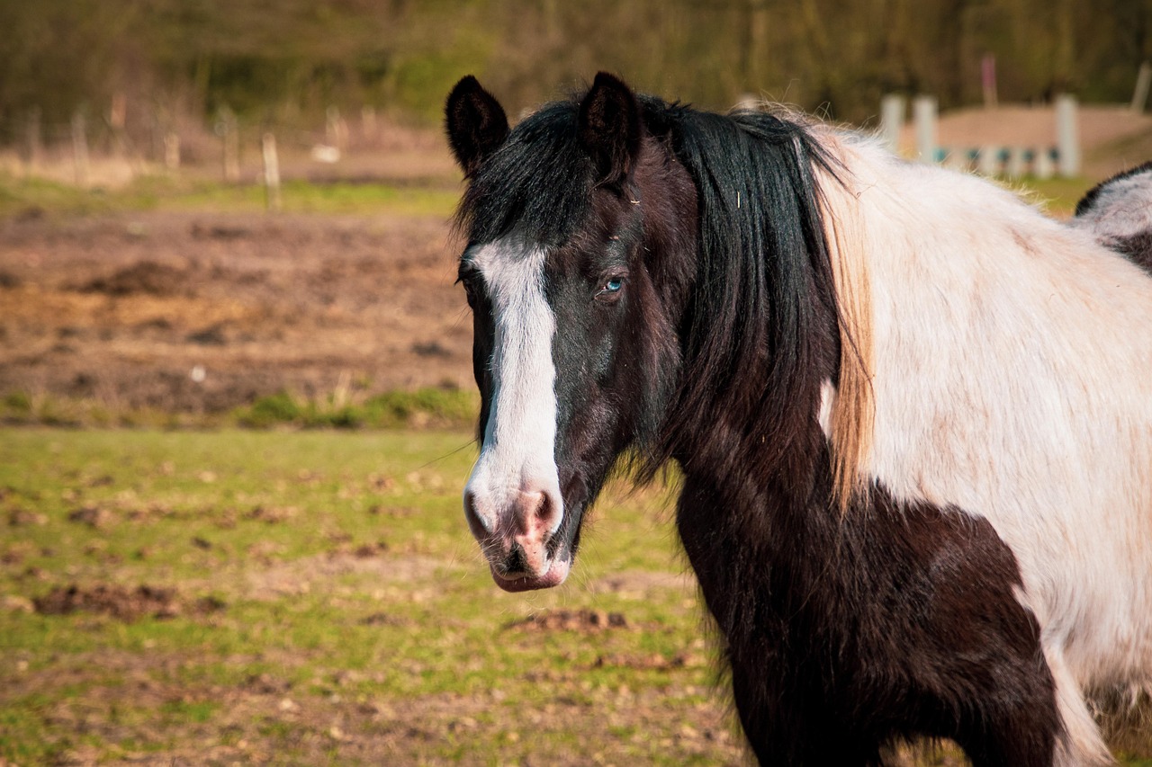 Horse Farm Draft Free photo on Pixabay Pixabay