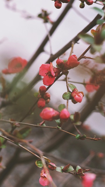 Flor, Rosado, Bloom, Primavera