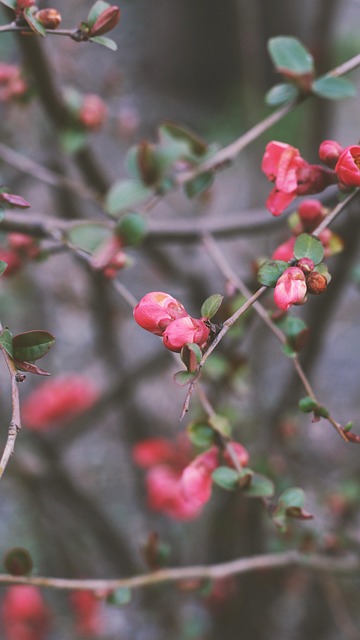 Flores, Fondo De Pantalla Móvil 4K