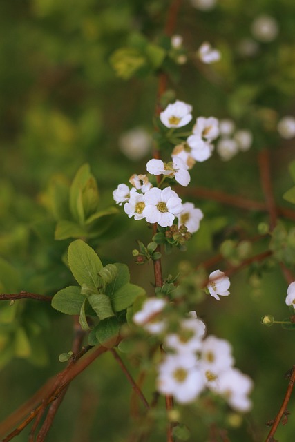 Flores, Fondo De Pantalla Del Teléfono