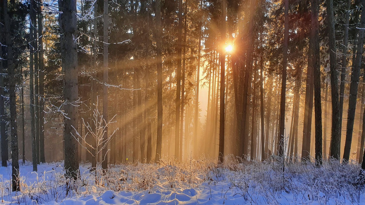 Arvores Floresta Inverno Foto gratuita no
