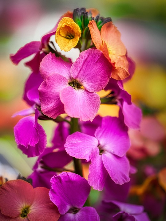Pinke Blumen Garten Erysimum Kostenloses Foto auf Pixabay