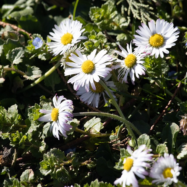 Free Nature Flower photo and picture
