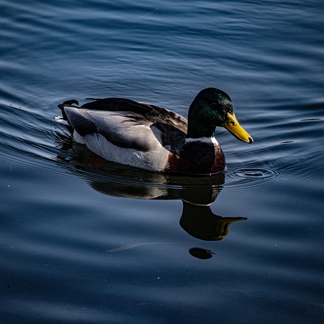 Free Bird Duck photo and picture