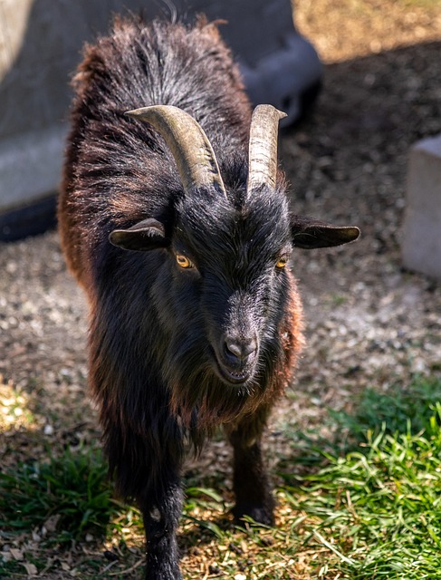 Free Goat Farm photo and picture