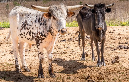 Free Texas Longhorn Nature photo and picture