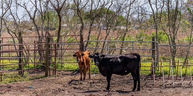 Free Texas Longhorn Cows photo and picture