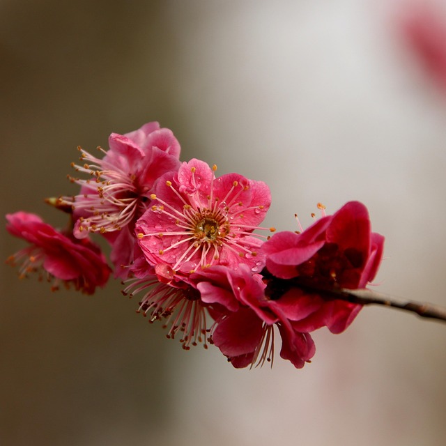 Plum Blossom Flowers Branch Free photo on Pixabay Pixabay