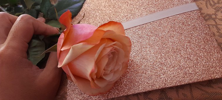 Free Debut Pink photo and picture
