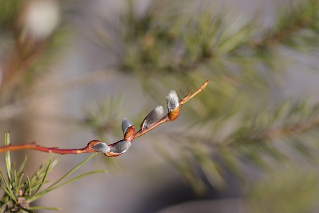 Free Willow Branch photo and picture