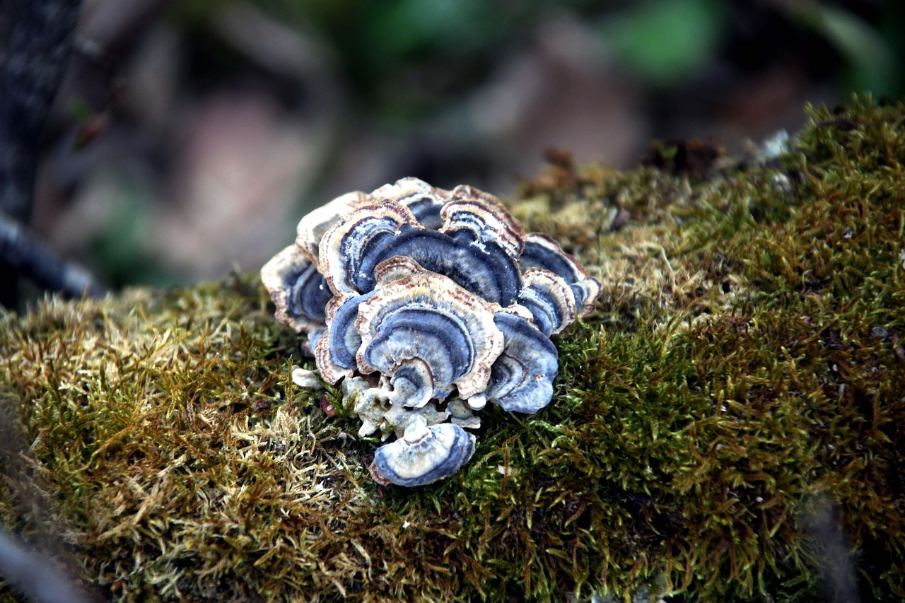 Cogumelo Musgo Natureza Cauda De - Foto gratuita no Pixabay - Pixabay