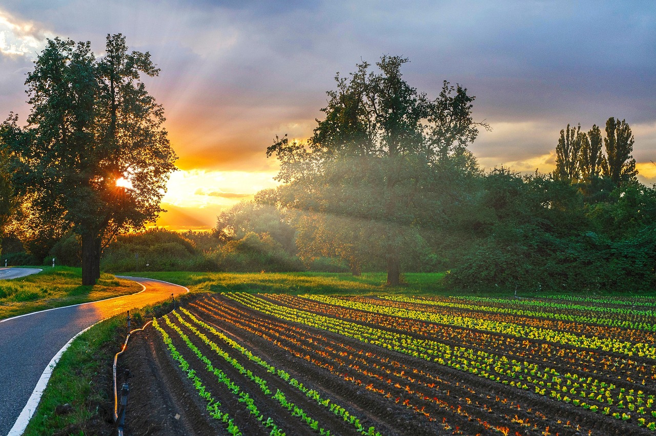 Sunset Vegetable Garden Farm Free Photo On Pixabay Pixabay Sunset Vegetable Garden Farm Free Photo On Pixabay Pixabay