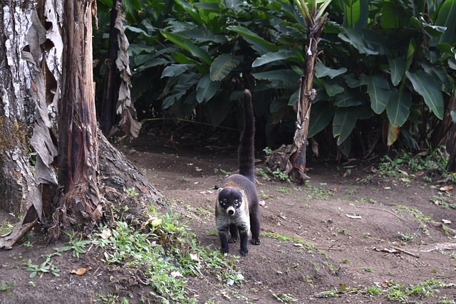 Free Costa Rica Coatimundis photo and picture