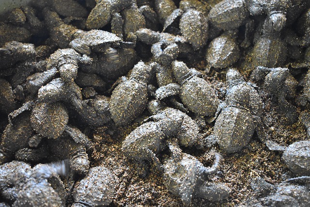 Free Animal Turtle photo and picture
