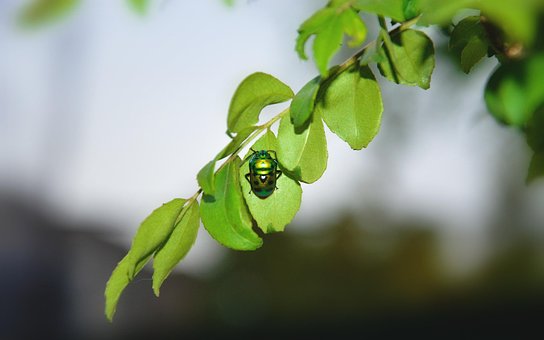 Free Jewel Bug Insect photo and picture