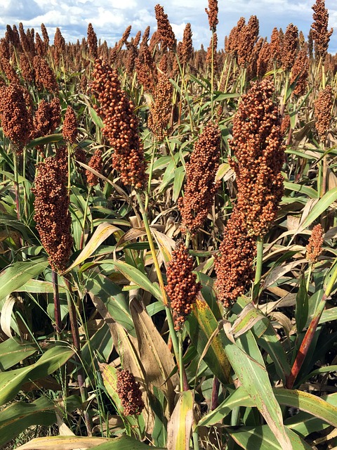 Free Sorghum Agriculture photo and picture