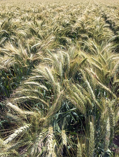 Free Cereals Cultures photo and picture