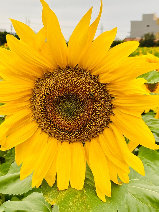 Flower Sunflower Yellow - Free photo on Pixabay - Pixabay