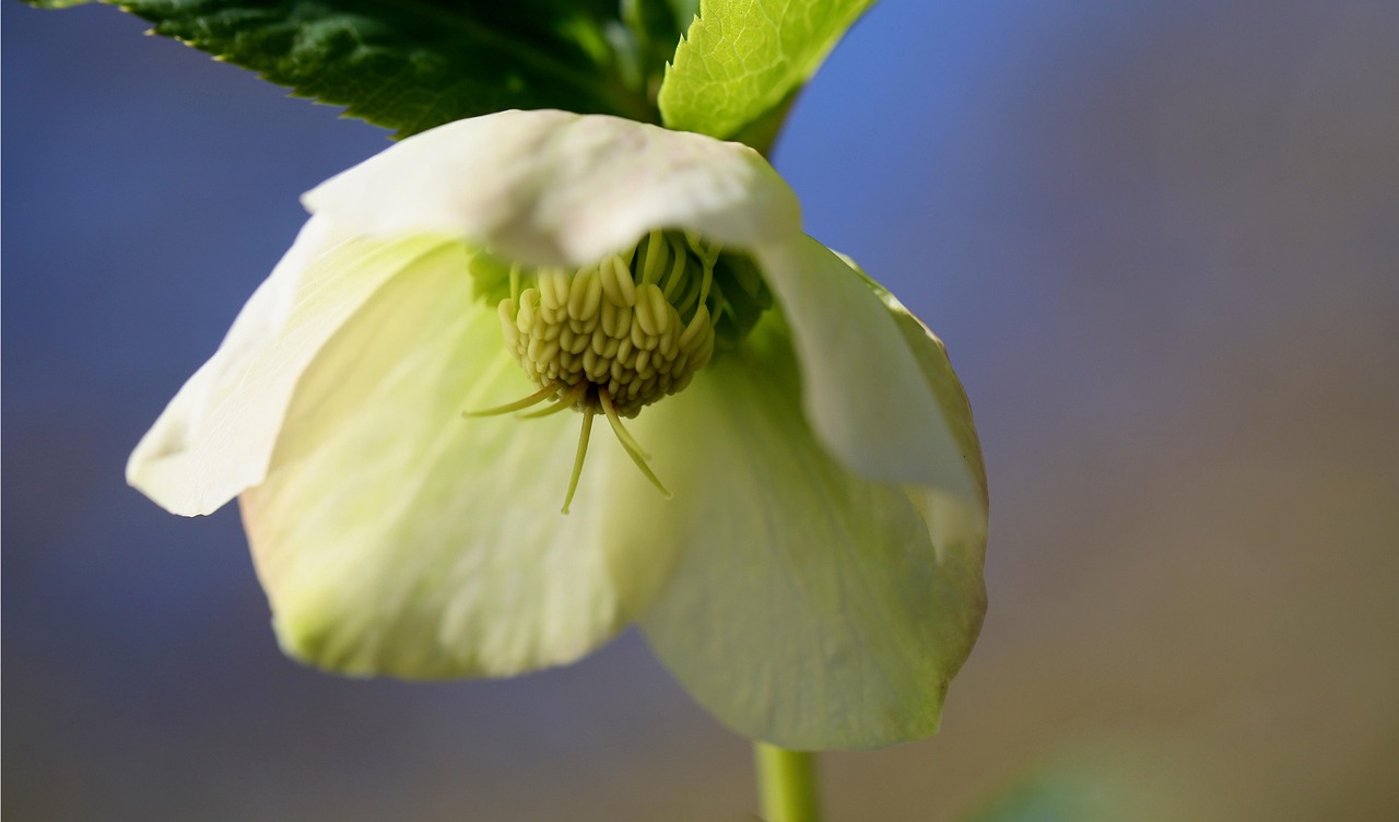 30-000-free-christmas-roses-nature-images-pixabay