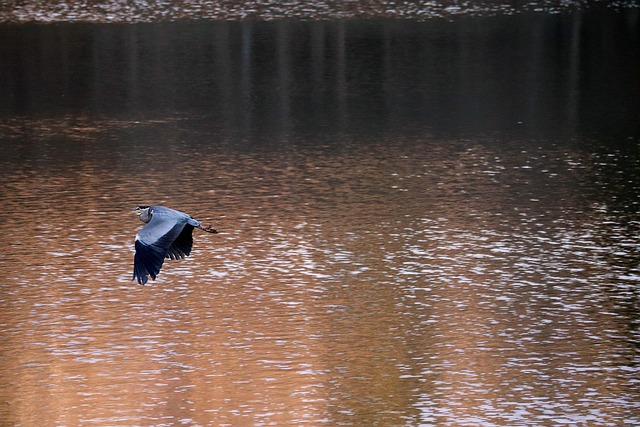 Bird Comoran Water - Free photo on Pixabay