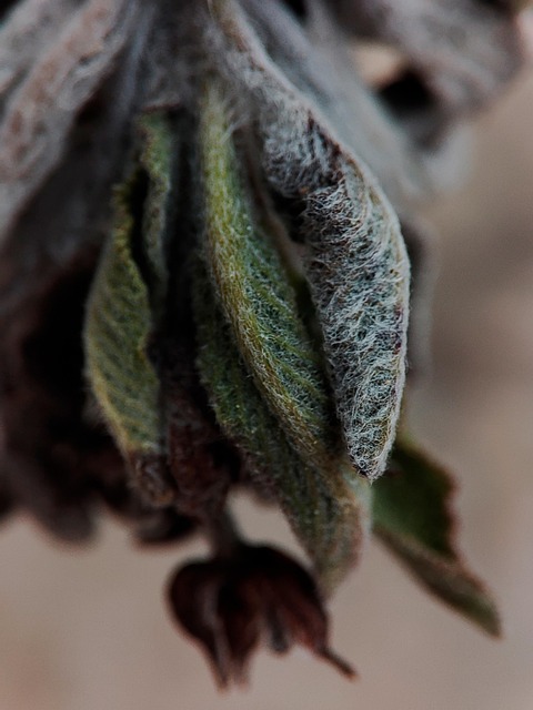 Blade, Løv, Salvia, Natur, Forår, Urter