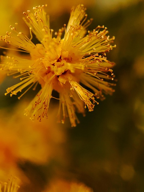 Mimosa, Forår, Blomst, Have, Visnet