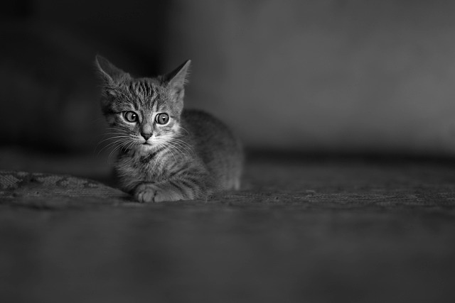 Free Cat Kitten photo and picture