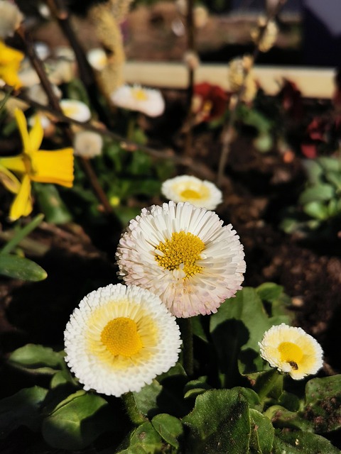 Free Flowers Blossom photo and picture
