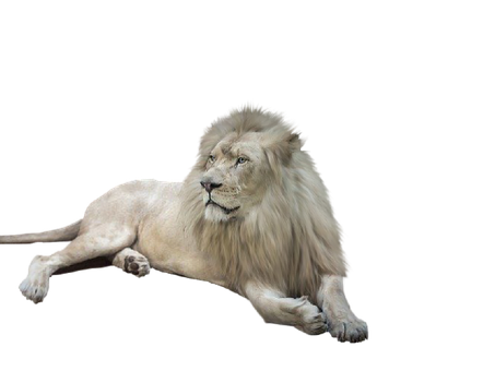 Leão, Branco, Juba, Predador, Animal