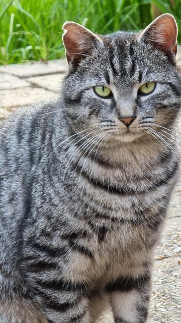 Tier, Katze, Säugetier, Pelz