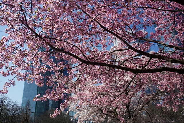 Free Frankfurt Sakura photo and picture