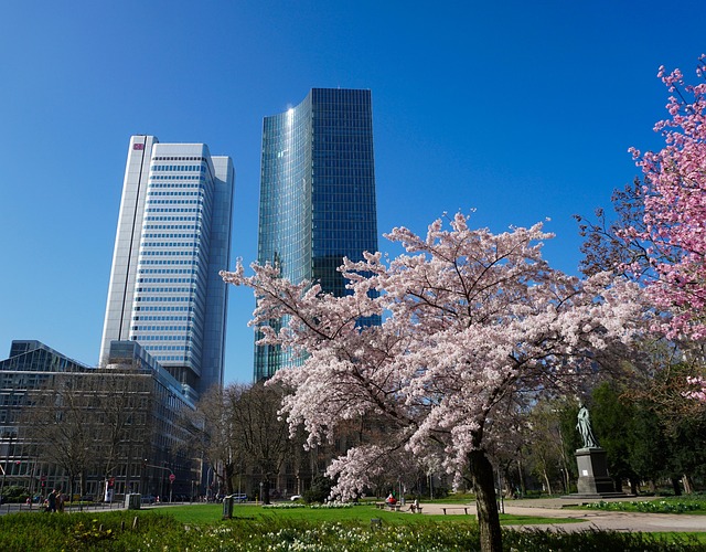 Free Frankfurt Sakura photo and picture