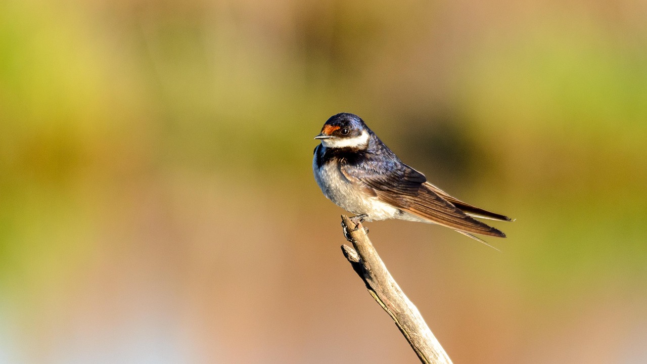 Pájaro Plumas Pico - Foto gratis en Pixabay - Pixabay