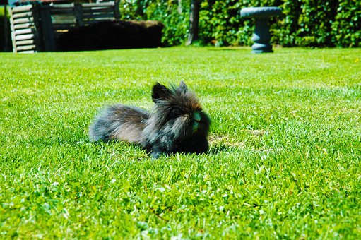 Free Rabbit Green photo and picture
