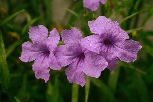 Free Flowers Petunia photo and picture