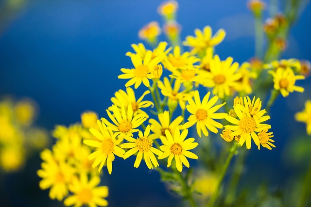 Blume, Gelb, Blüte, Johanniskraut