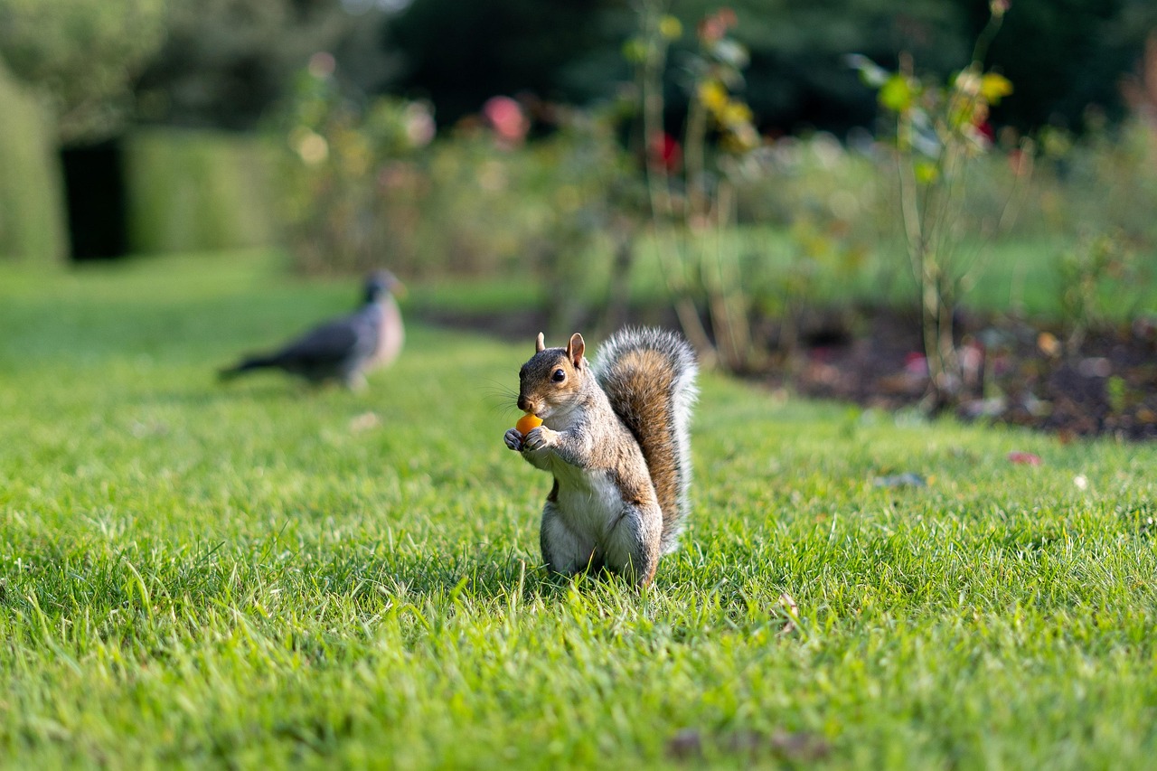 Squirrel Chipmunk Park Free photo on Pixabay Pixabay