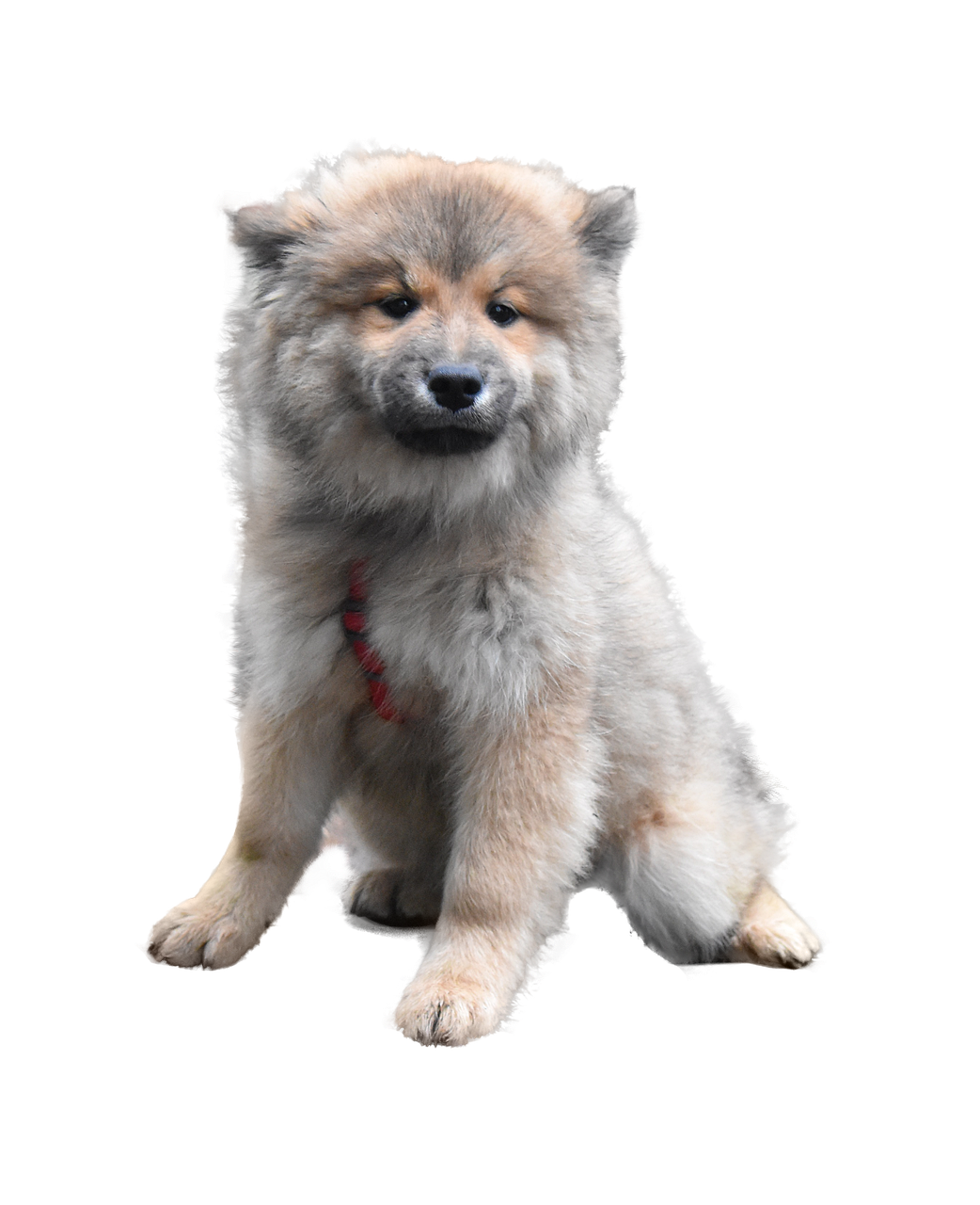 Free Dog Photos Pictures 40 000 Cute Dog Images In HD Pixabay free-dog-photos-pictures-40-000-cute-dog-images-in-hd-pixabay